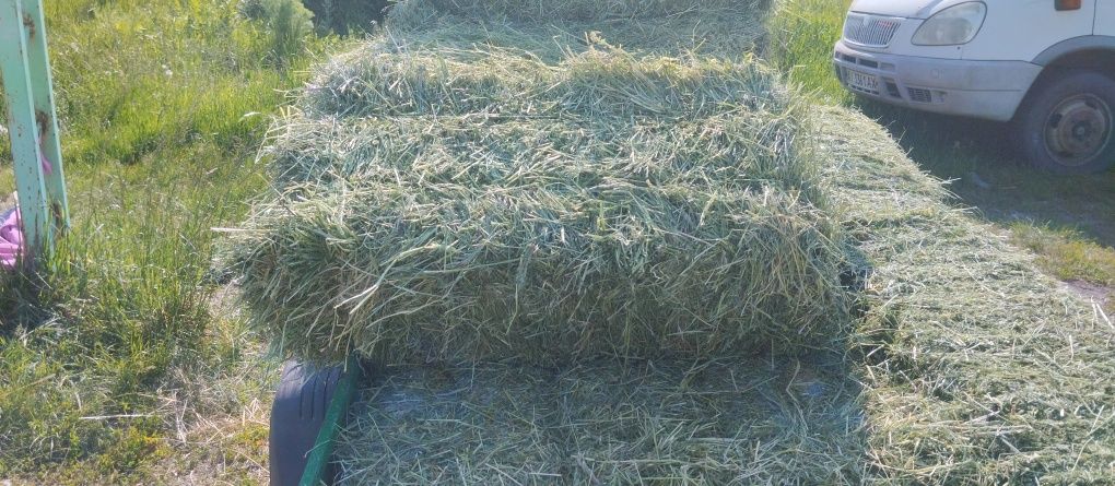 Продам сіно, солому(пшенична,овсяна) 2025