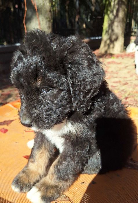 Bernedoodle Standard - unikalna, rodzice FCI