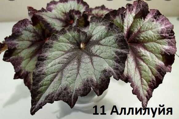 Бегония  декоративно-лиственные бегонии