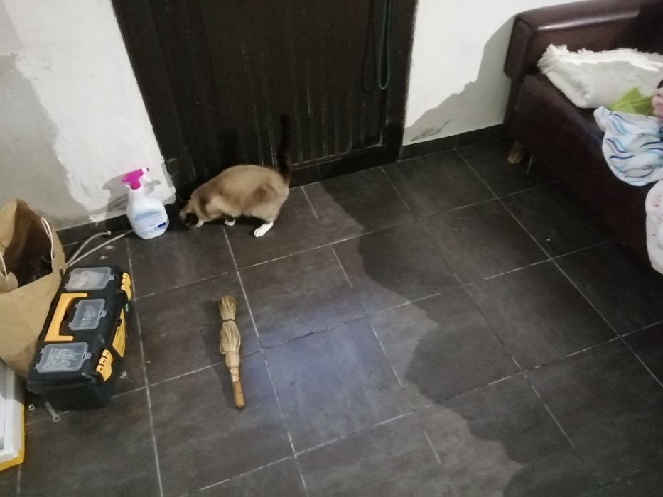 Gata com seis mêses