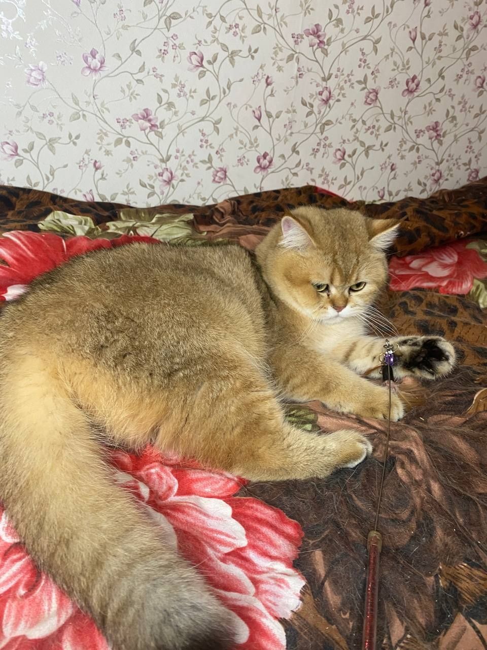 Шотландський котик