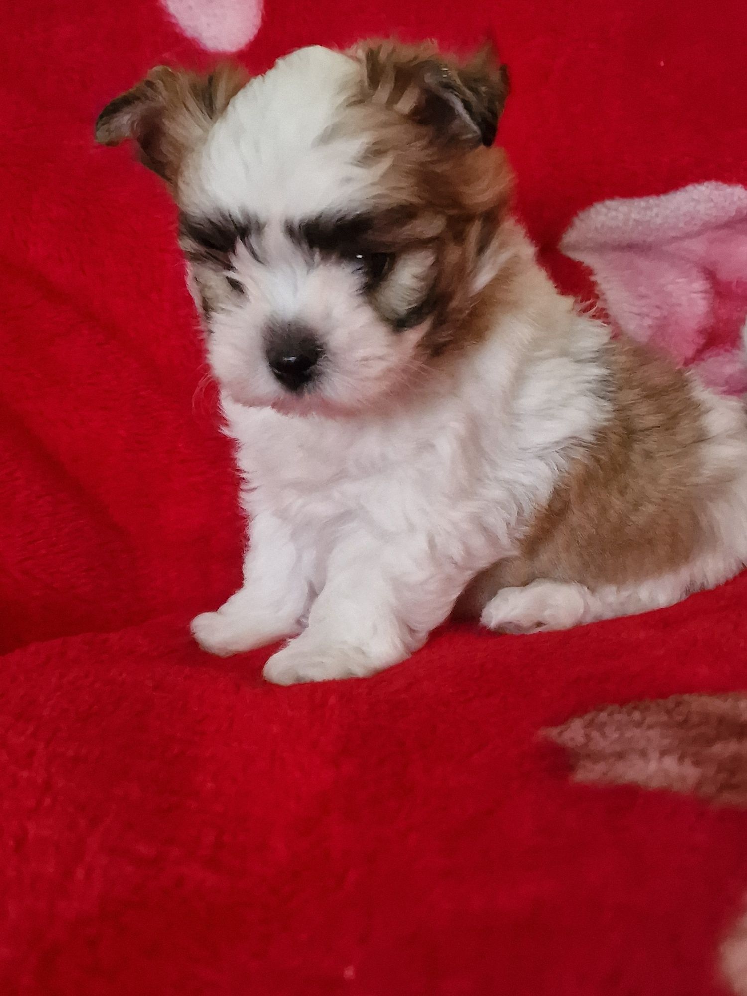 Yorkshire Terrier/York white ocean pearl,samczyk,przepiękny