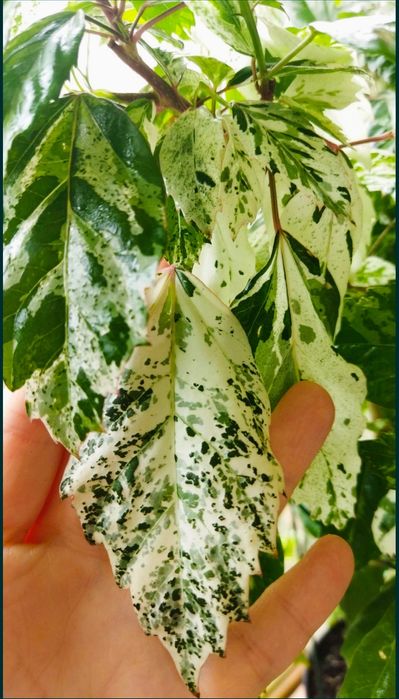 Гибискус пестролистный. Snowflake. Снежинка.