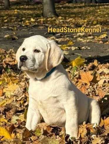 Щенки КСУ Лабрадора ретривера