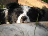 Szczeniak border collie Didi z Uroczyska ZKwP/FCI, suczka black&white