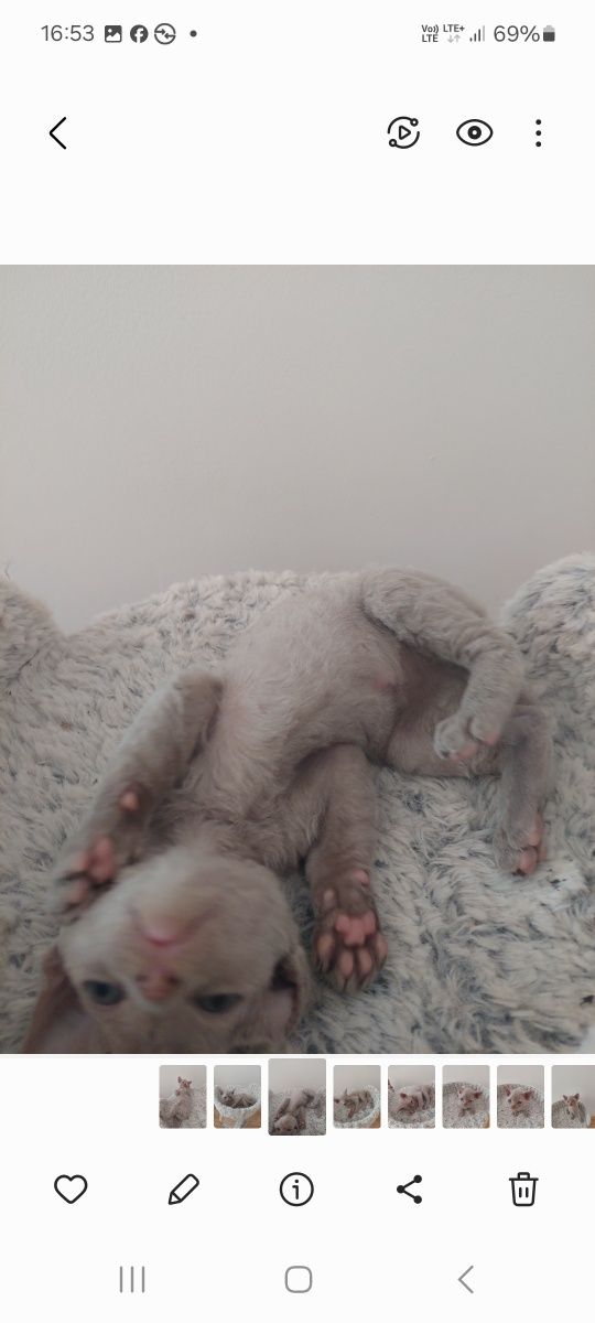 Devon Rex Bryś Liliowy kocurek