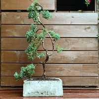 Bonsai Jałowiec donica betonowa drzewko ozdobne