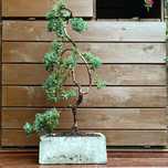 Bonsai Jałowiec donica betonowa drzewko ozdobne