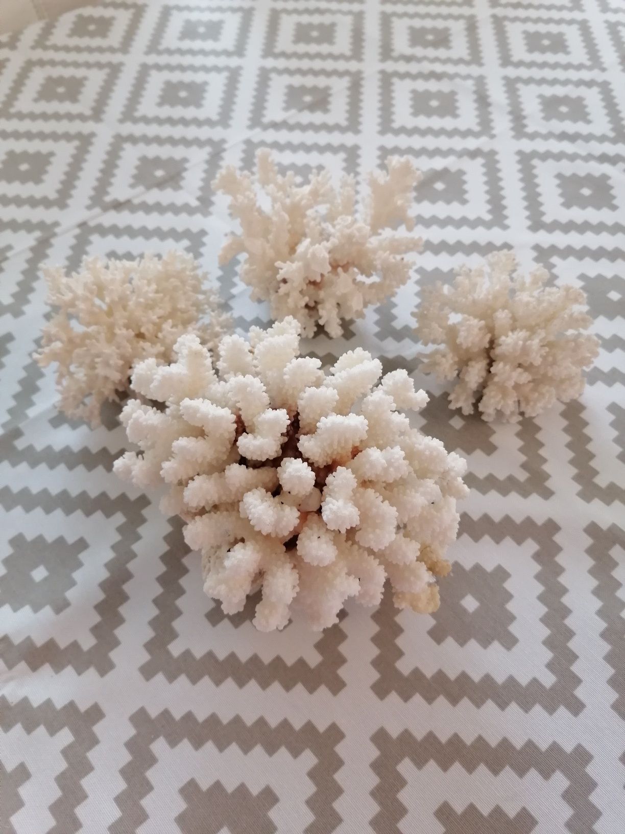 Ракушки и кораллы