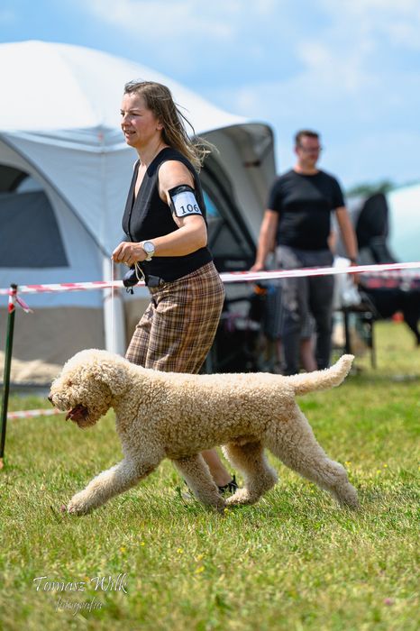 Lagotto Romagnolo ZKwP/FCI - piękny pies