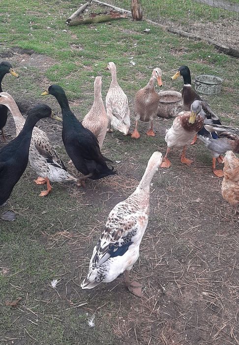 Sprzedam kaczki i kaczory biegusów indyjskich