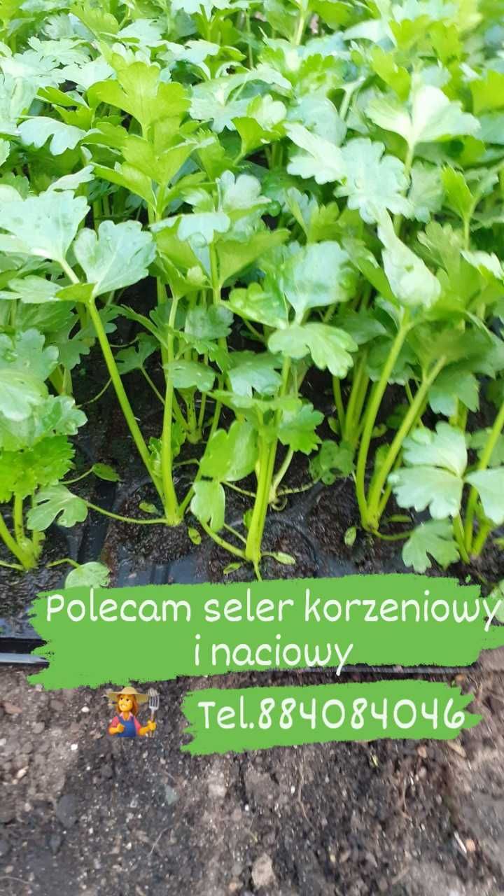 Sadzonka rozsada pora selera por pomidor ogórek