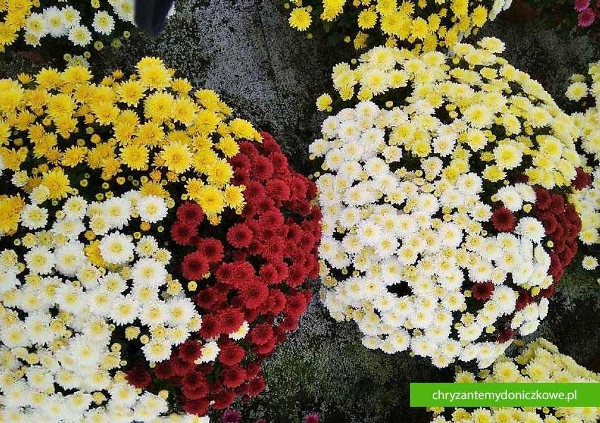 Chryzantemy drobnokwiatowe - donica fi 25