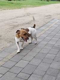 Jack Russell Terrier pies reproduktor