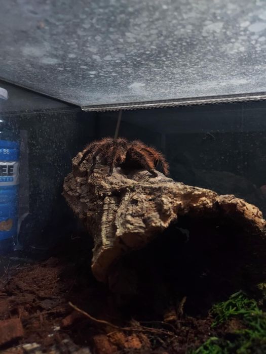 Ptasznik z terrarium