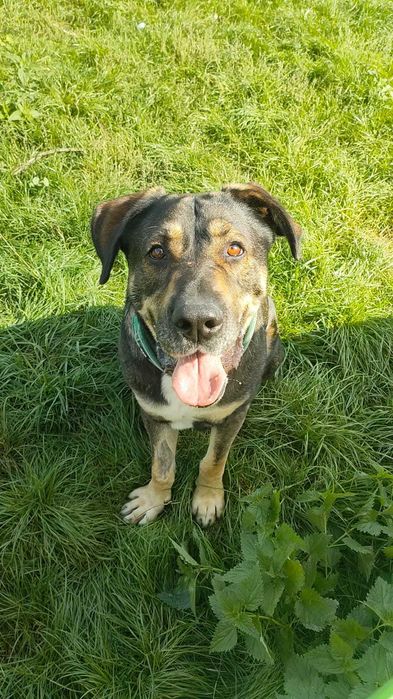 4 letni Wulkan - owczarek środkowoazjatycki do adopcji