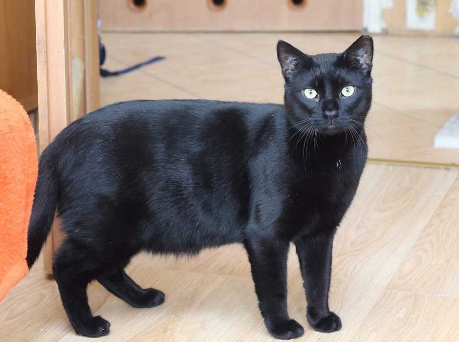 Bil Środusiem zwany- piękny, duuuuży, błyszcząco czarny!