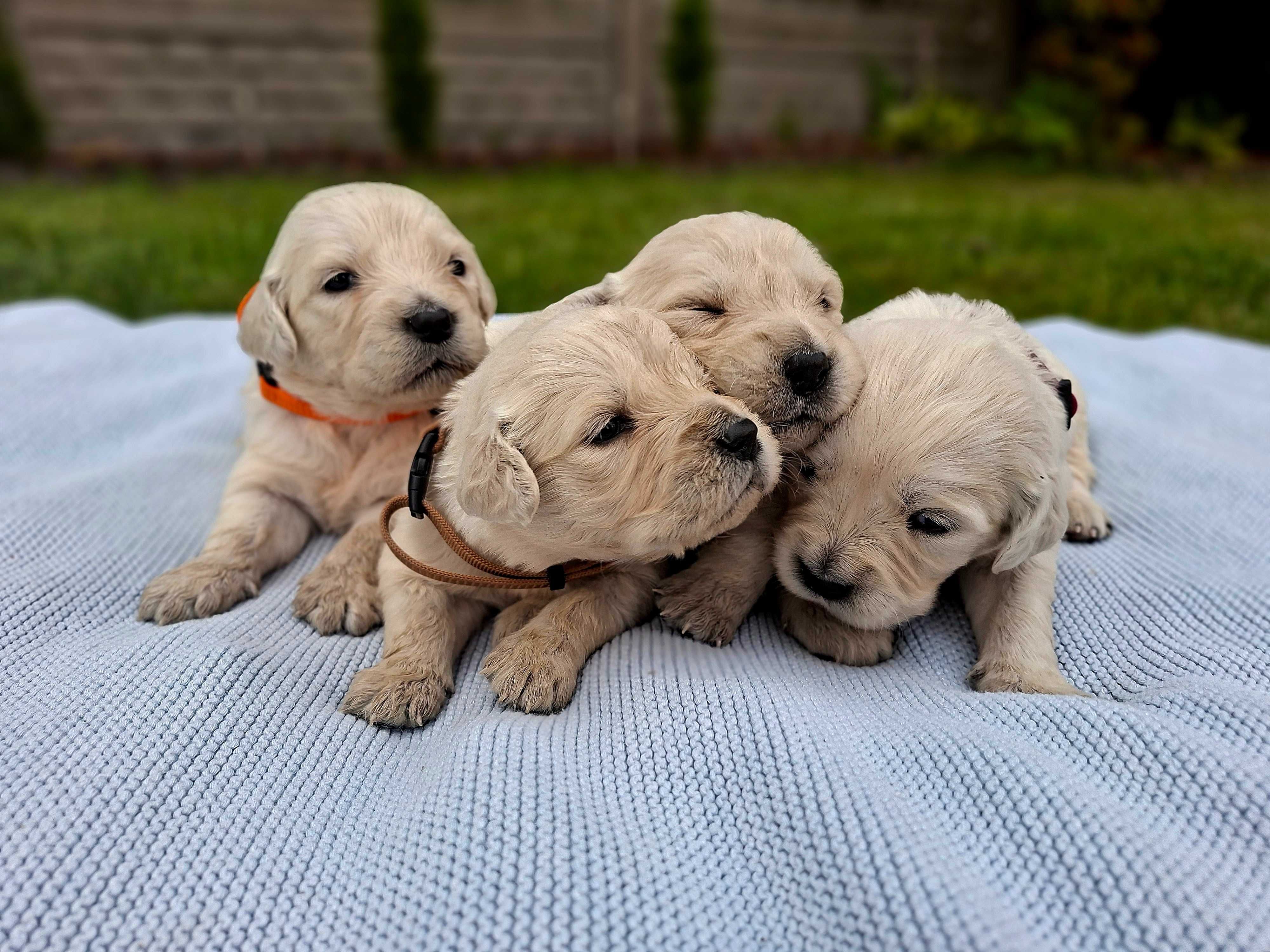 Przepiękny Golden Retriever TATA FCI