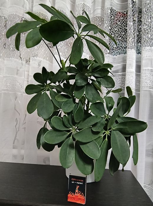 Шефлера  250 грн