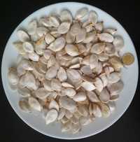 Семена кабака (тыквы) и семена дыни "Колхозница"