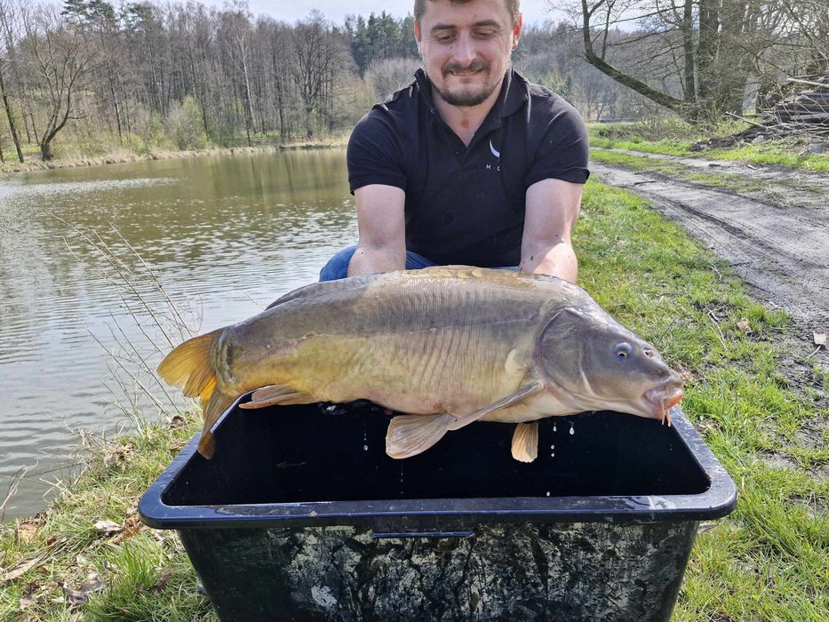 Karp na łowiska 7-10 kg tarlaki