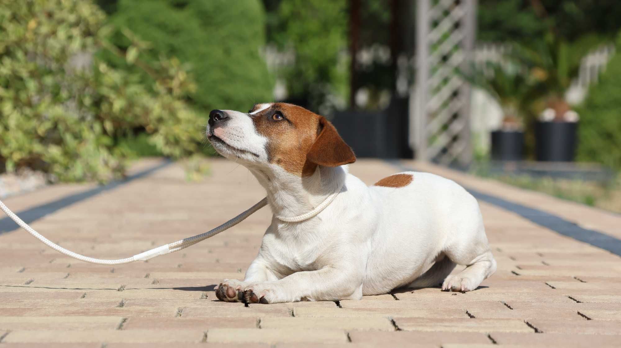 Piesek Jack Russell Terrier ZKwP FCI/badania genet.