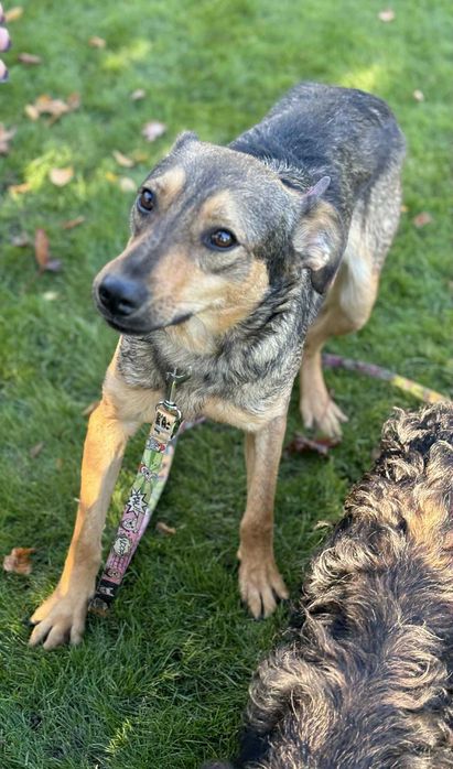 Ponad połowę życia w przytulisku podaruj mu dom