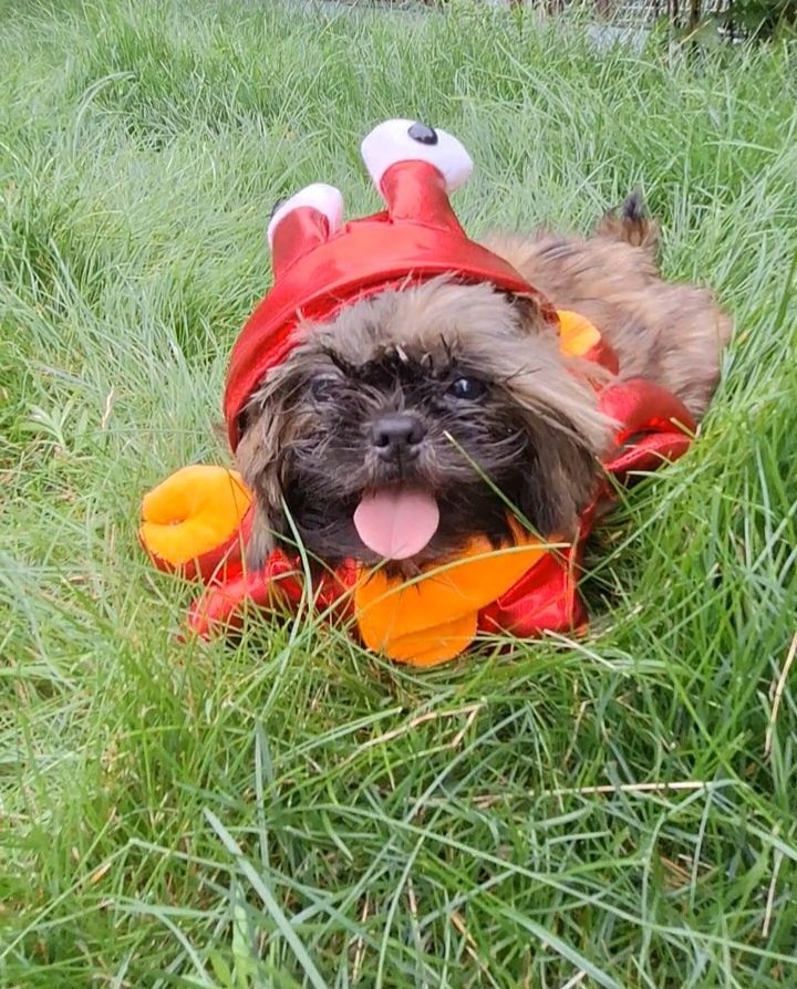 Pies shih tzu szczenię
