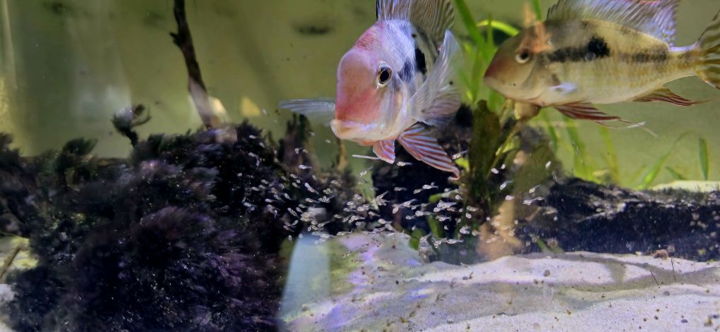 Red Head Tapajos ziemiojad