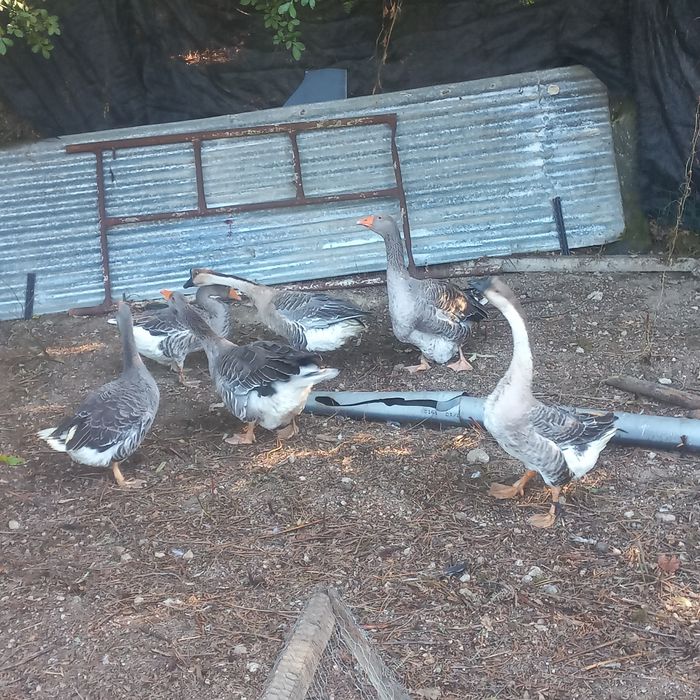 Vendo  um casal ou troco por algo do meu interesse