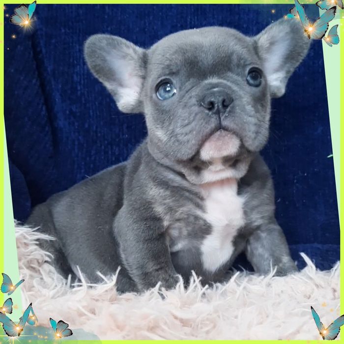 Найкращий цуцик чекає