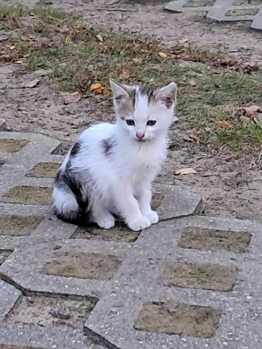 Kotki do Adopcji