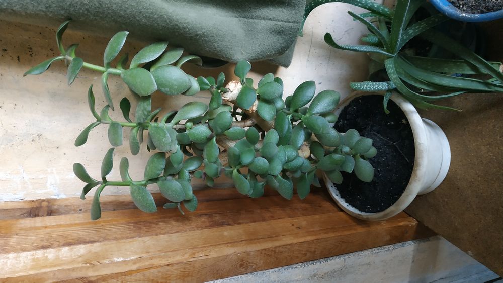 Денежное дерево