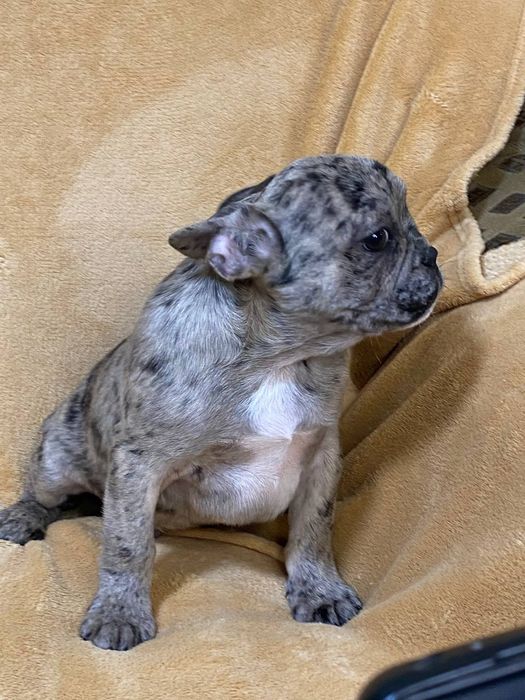 Розкішний Французик