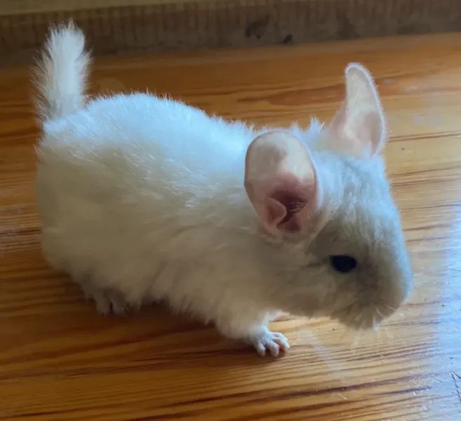 Szynszyl chinchilla white