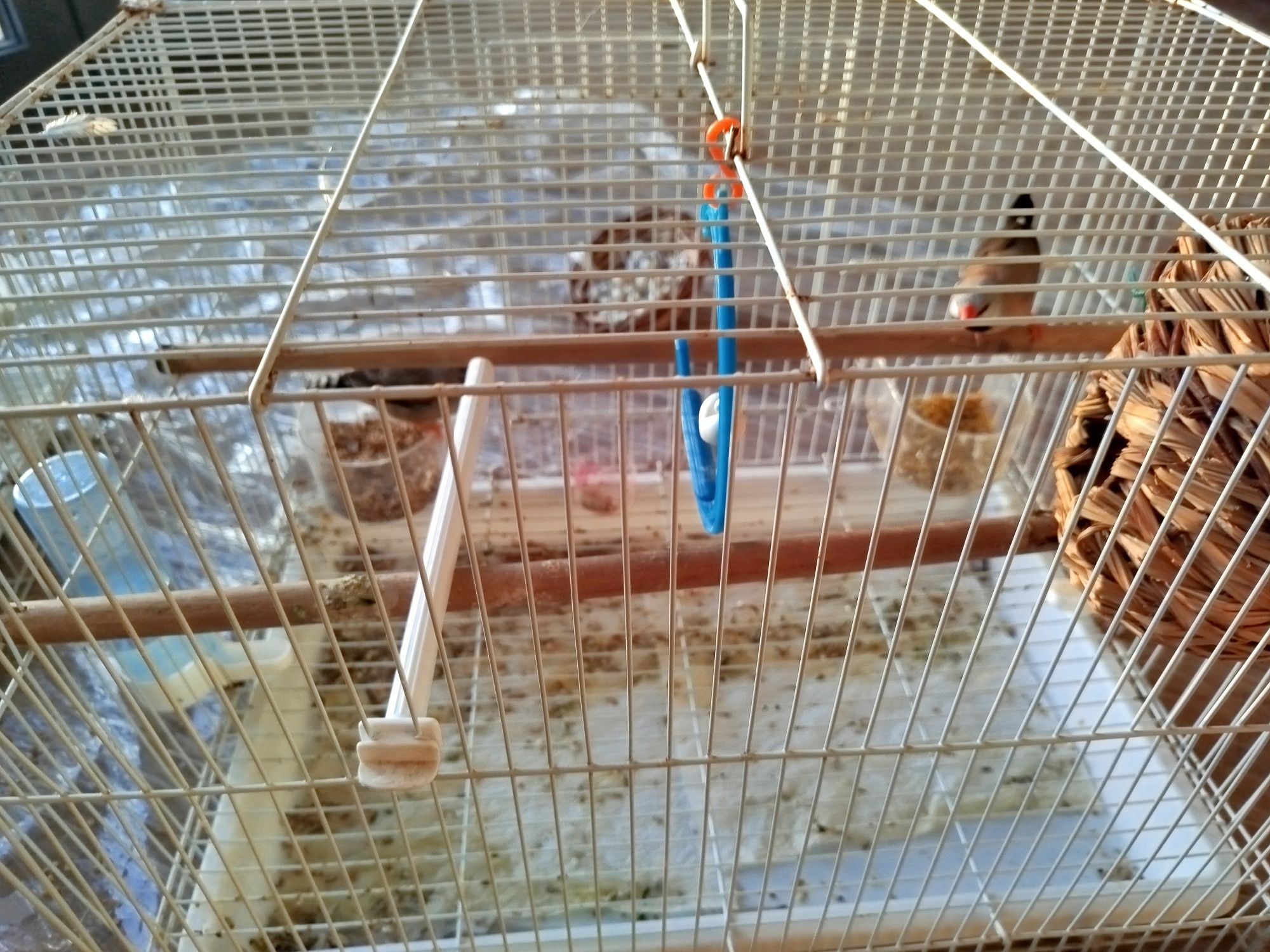 Vendo casais de Mandarins