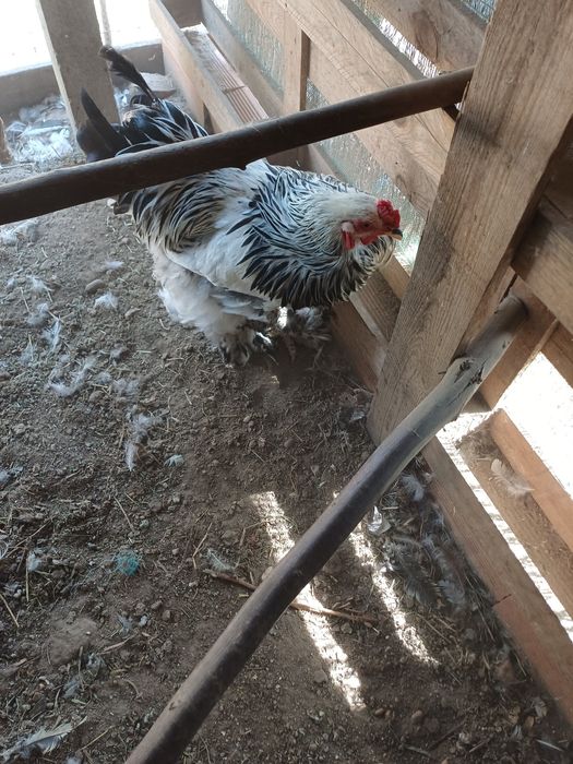 Macho de brahma light