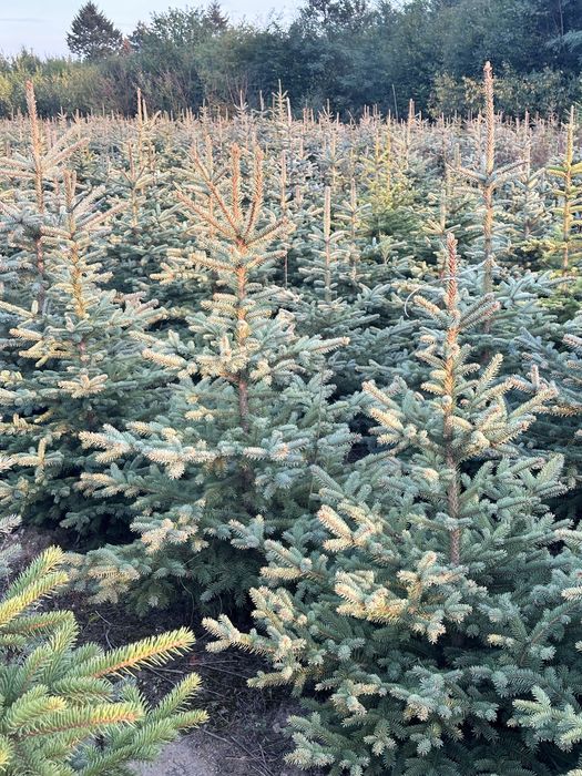 Świerk srebrny ,likwidacja plantacji