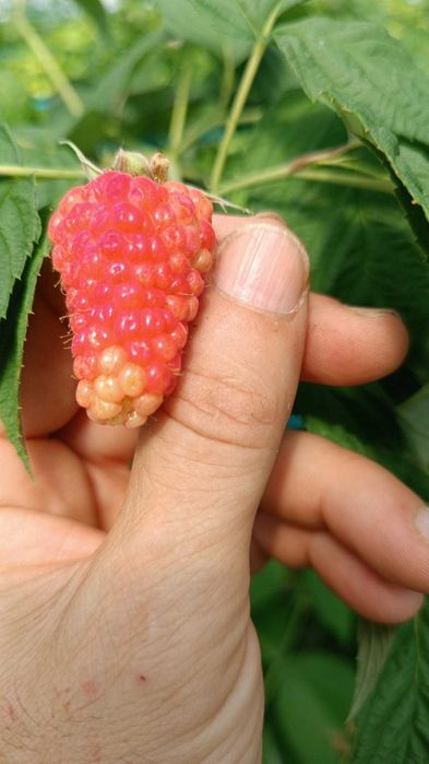 Framboeseiras Enrosadira profissional