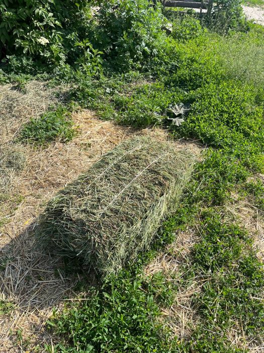 продам сіно 2025