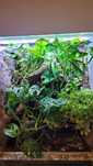 Terrarium z wystrojem