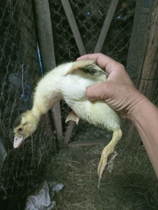 Patos mudos  adultos e novos