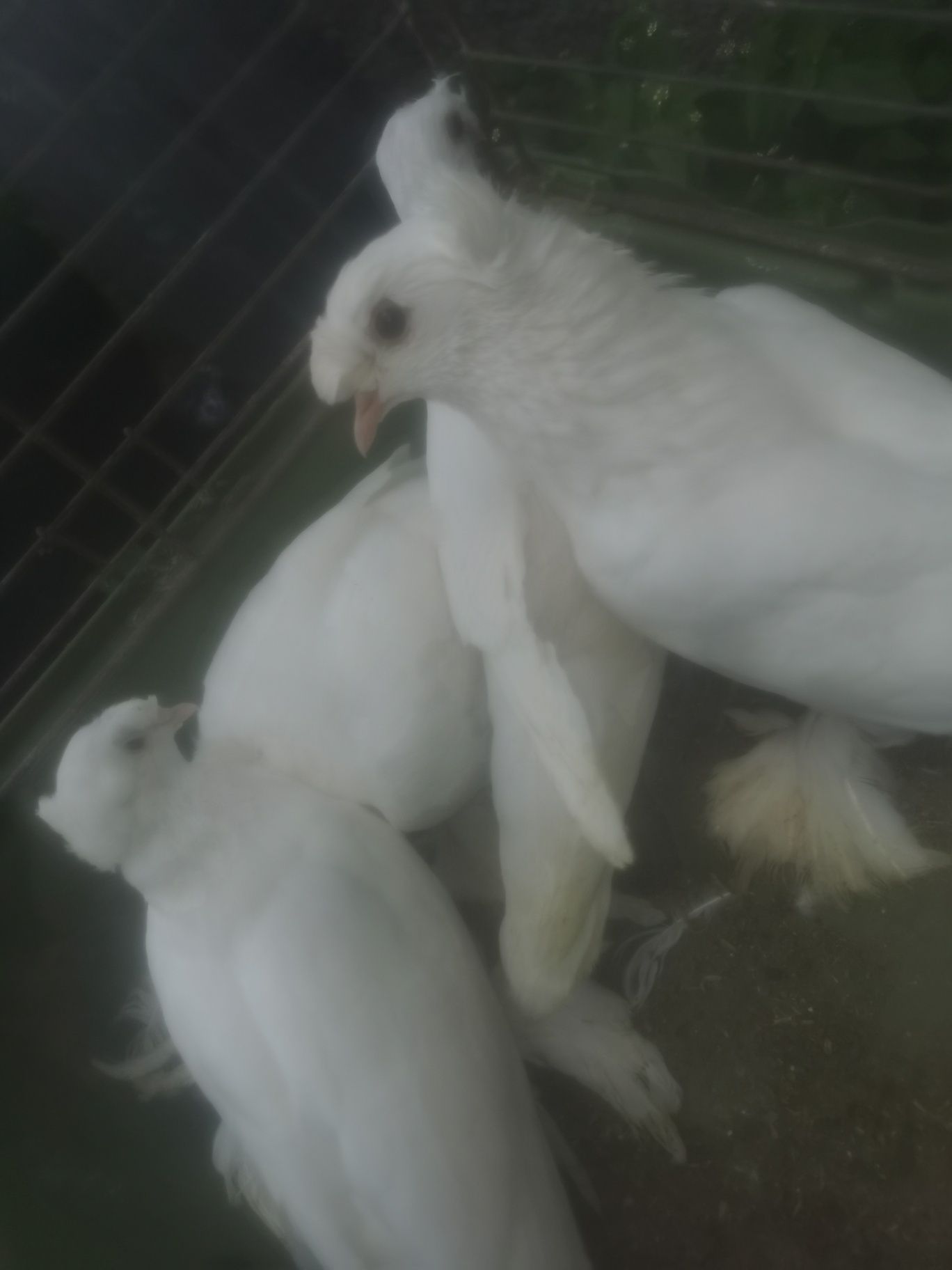 Sprzedam gołębie turkoty 3  sztuki MOŻLIWOŚĆ DOWOZU