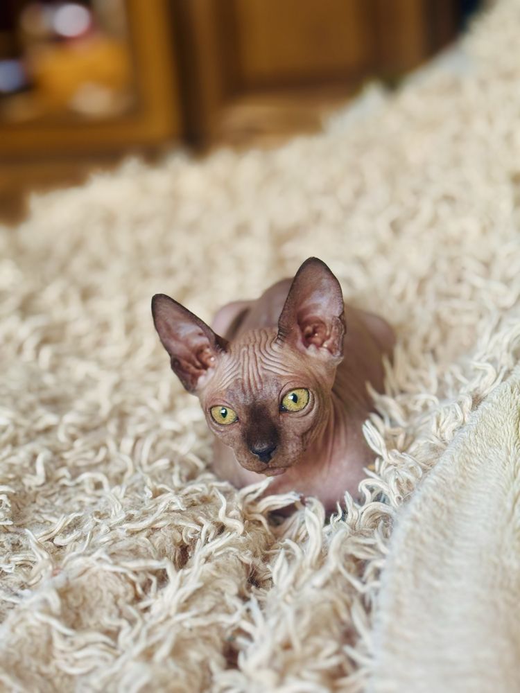 Котенок Канадского сфинкса остался котик