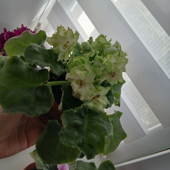 Фіалки   сортові