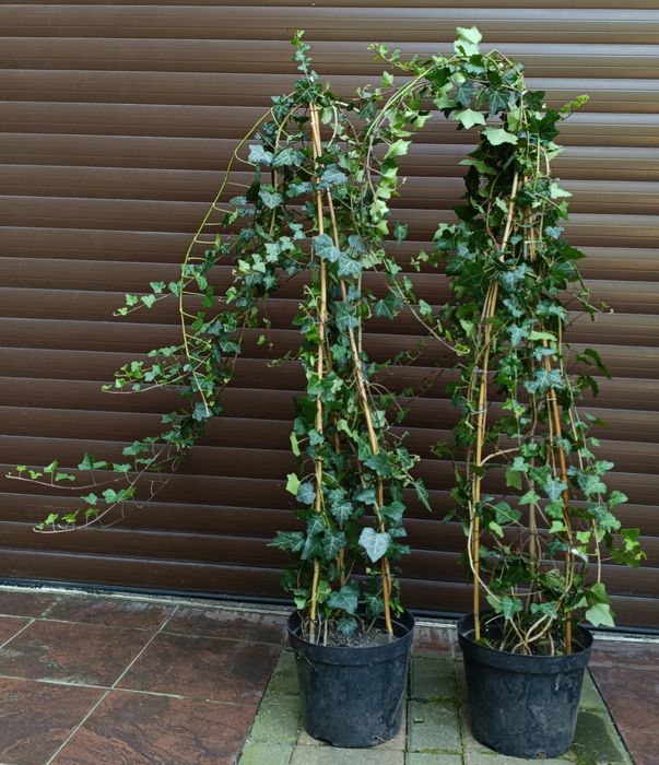 Duże kępy bluszczu Hedera Helix 100cm-130cm