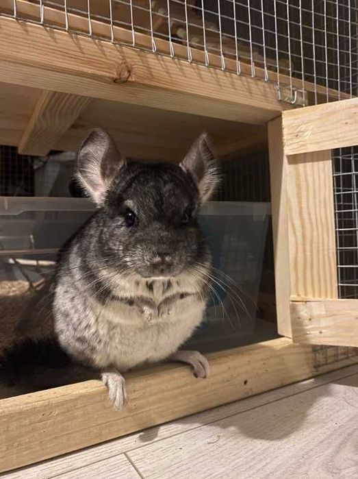 Szynszyl chinchilla standard