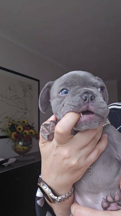 Bulldog Francês Lilac macho