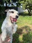 Parson Russell Terrier