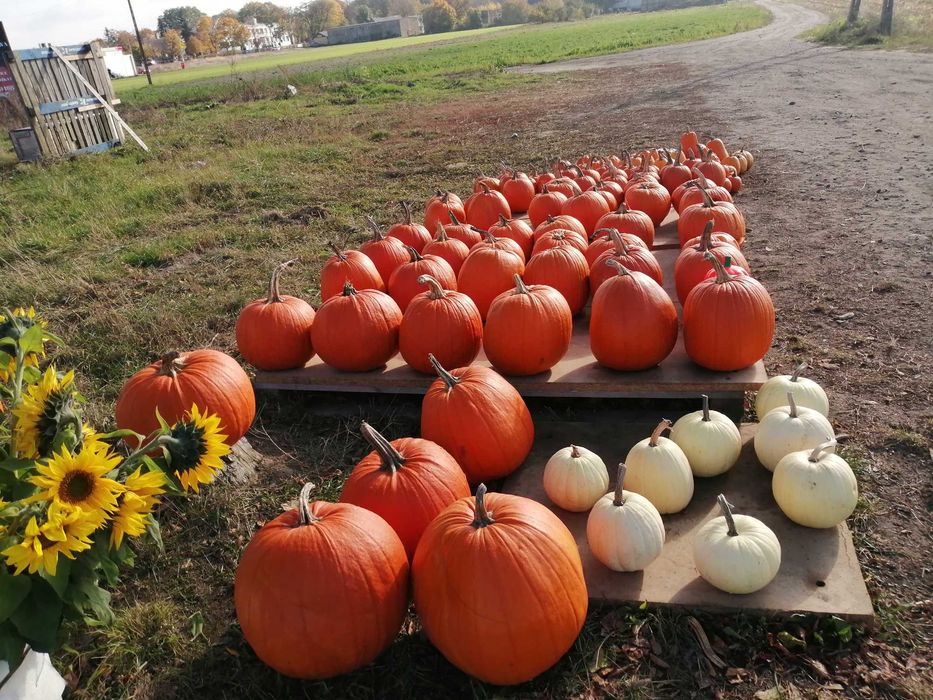 Dynie Halloween  Zapraszam